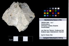 Foto (Objekt + Etikett) von Goniodromites sp.  (NHMW-GEO-1990-0041-3989)